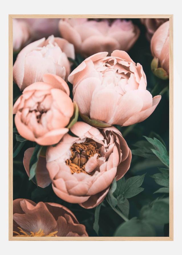Coral Peonies Αφίσα