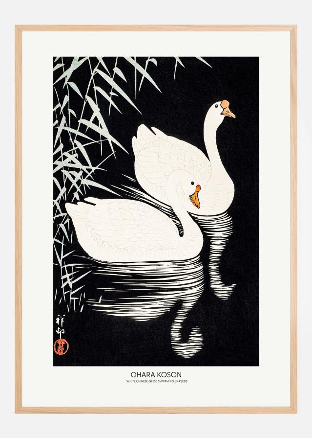 White Chinese Geese Swimming by Reeds Αφίσα