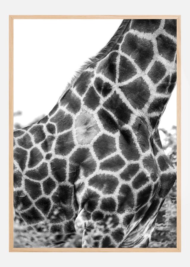 Super Safari No3 Αφίσα