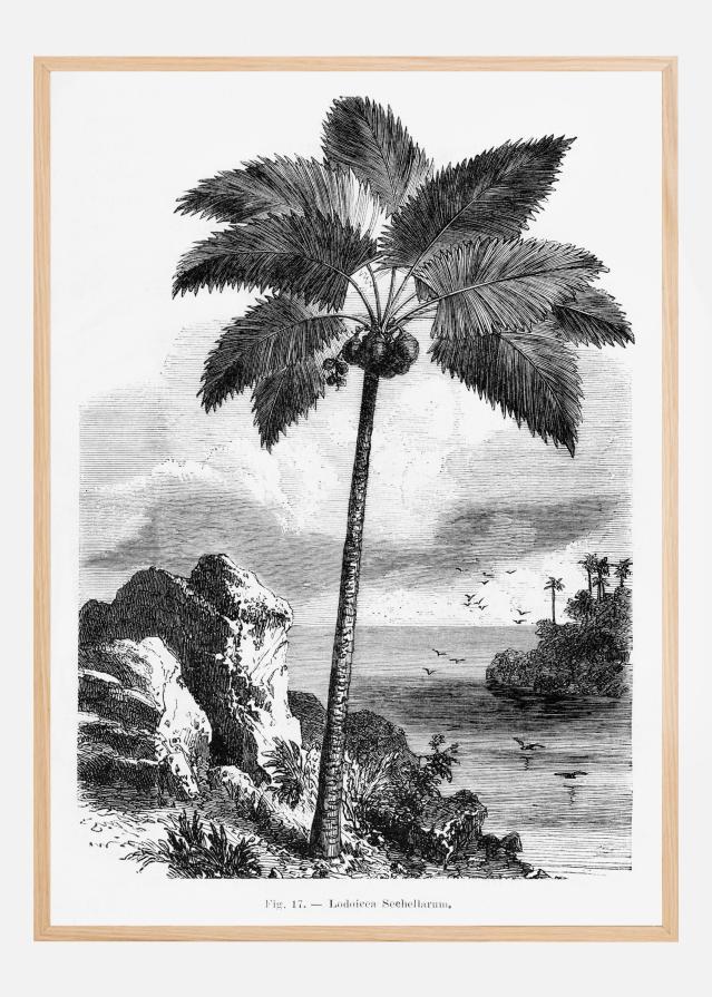 Vintage Palm Tree Drawing I Αφίσα
