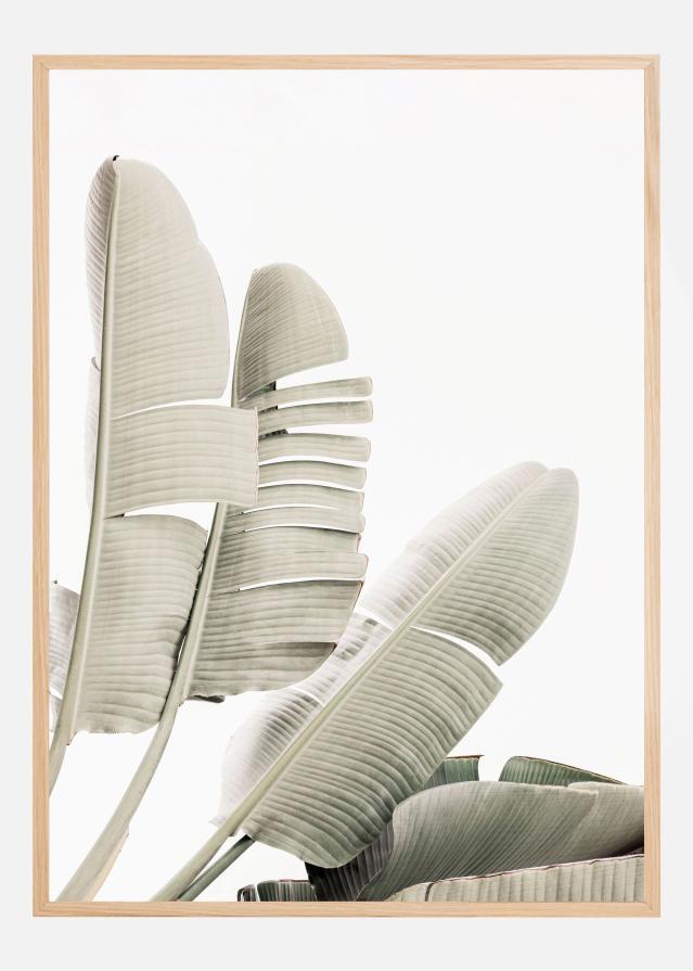 Banana leaf 2 Αφίσα