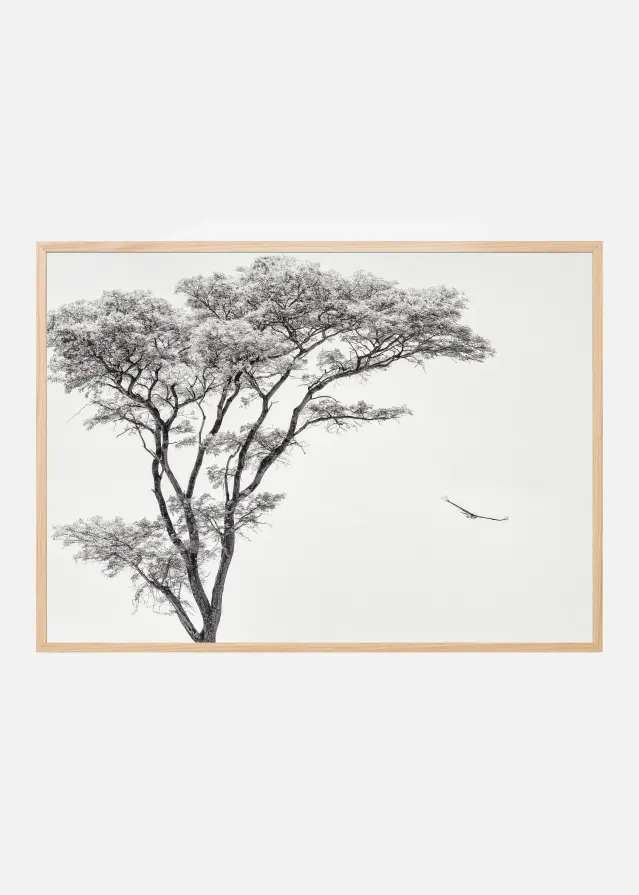 the African eagle Αφίσα