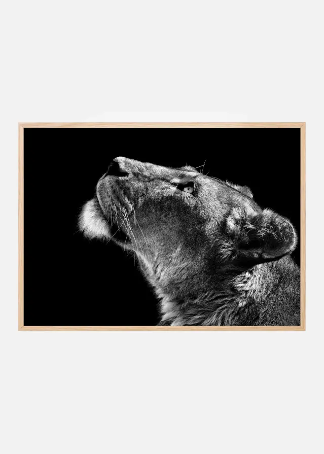 Looking Up Αφίσα