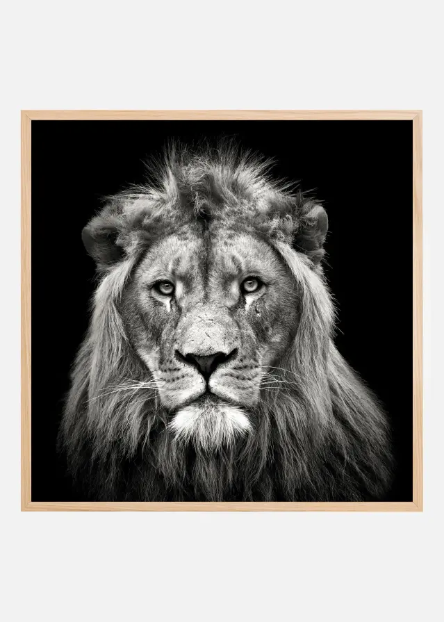 Young Male Lion Αφίσα