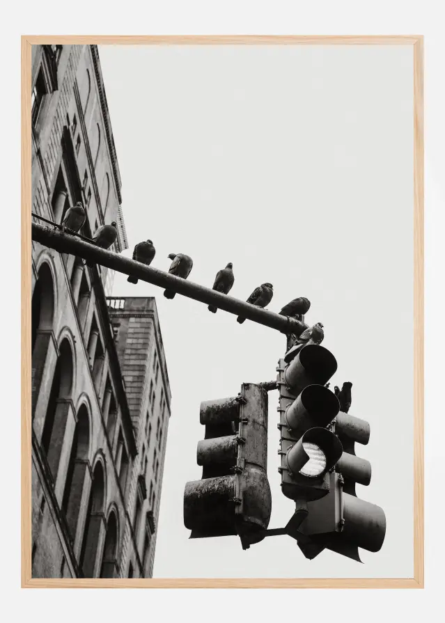 New York City Doves Αφίσα