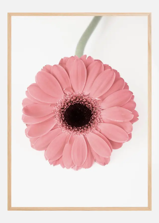 Pink Gerbera II Αφίσα