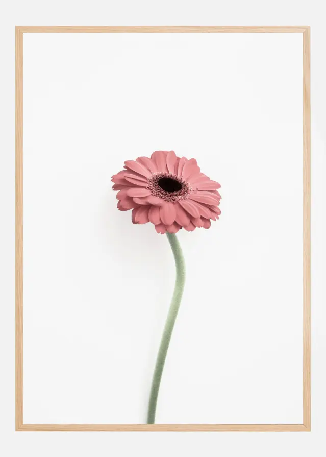 Pink Gerbera Αφίσα