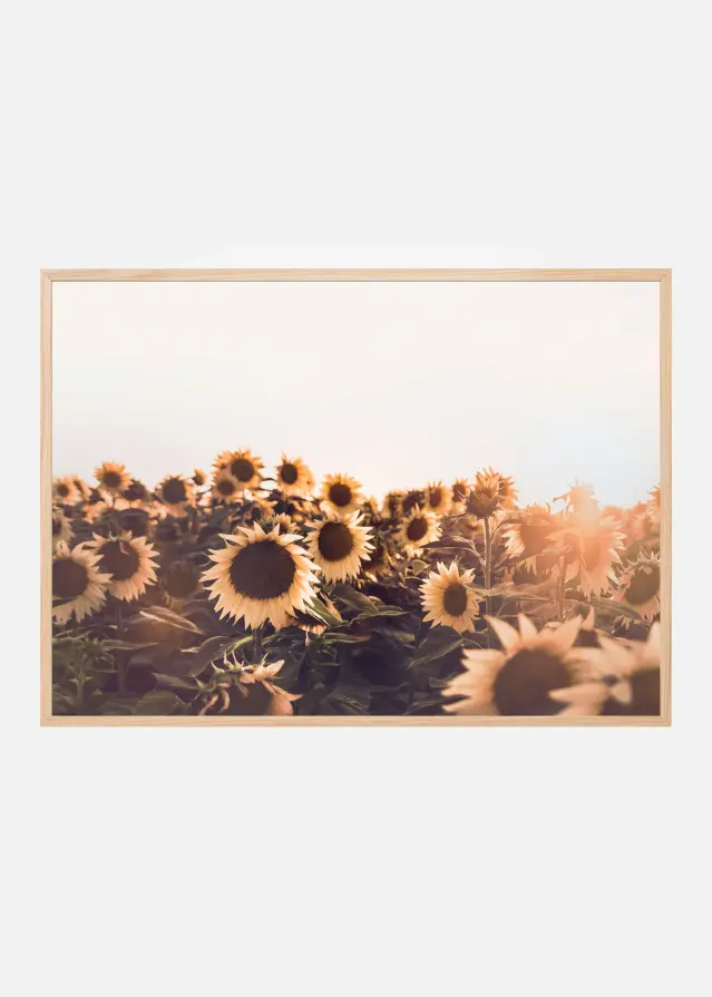 Sunflowers Αφίσα