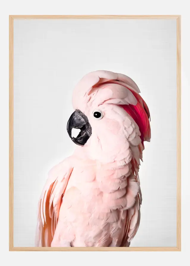 Pink Cockatoo Αφίσα