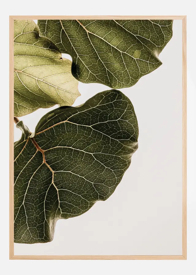 Abutifolia No1 Αφίσα