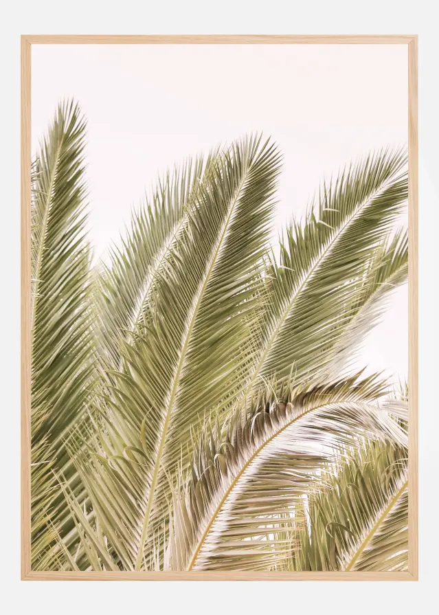 Oasis Palm 01 Oa 01 Αφίσα