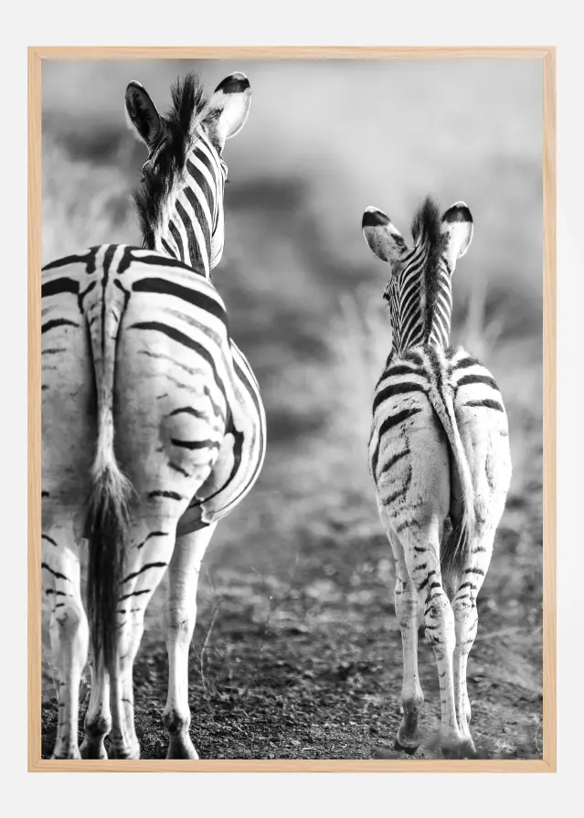 Striped Horse Back Side Αφίσα