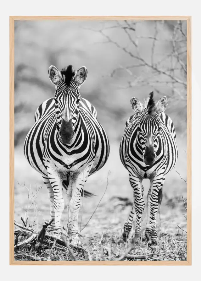 Striped Horse Front On Αφίσα