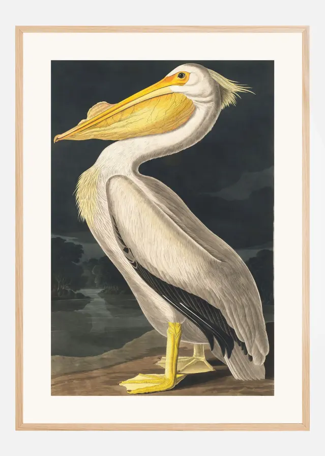 American White Pelican From Birds of America (1827) Αφίσα