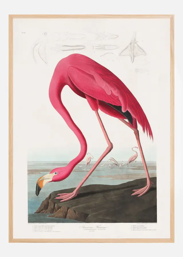 Pink Flamingo From Birds of America (1827) Αφίσα