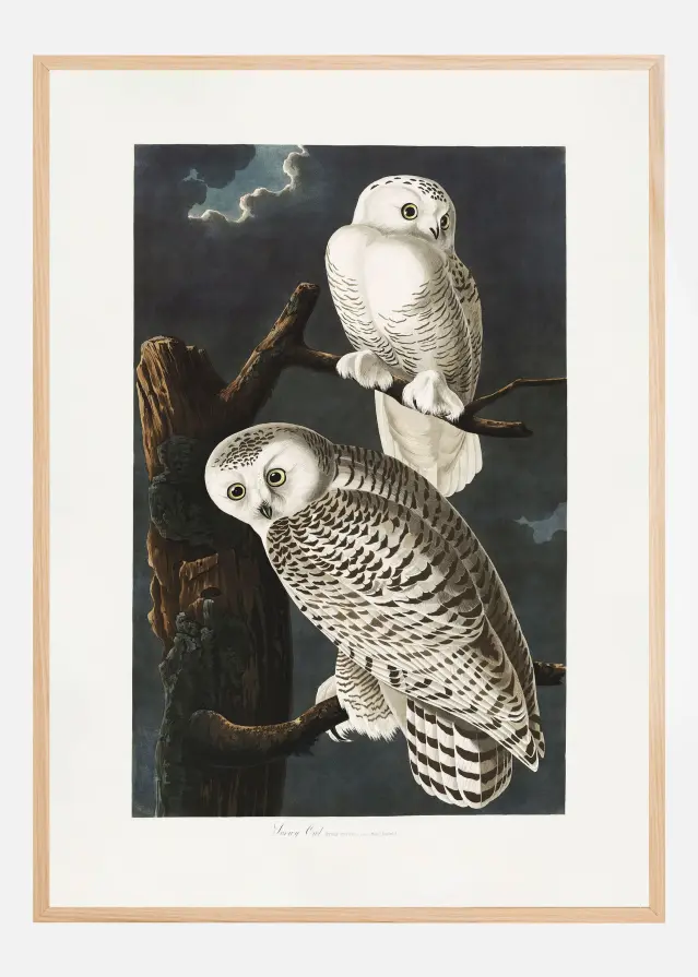 Snowy Owl From Birds of America (1827) Αφίσα