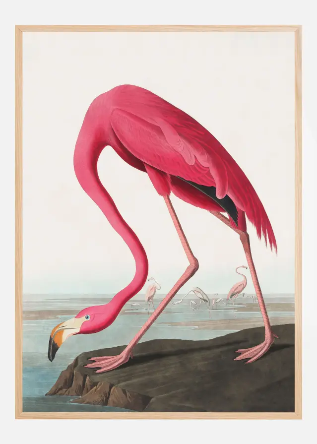 Pink Flamingo Ii From Birds of America (1827) Αφίσα