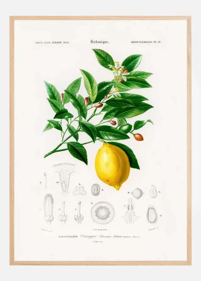 Lemon (citrus Limonium) Αφίσα