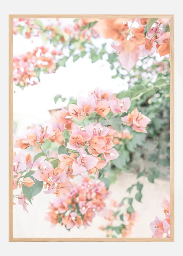 Peach Bougainvillea Αφίσα