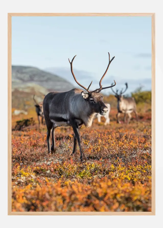 Autumn majesty Αφίσα