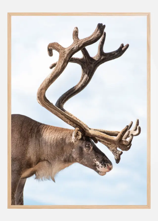 Majesty of the north Αφίσα