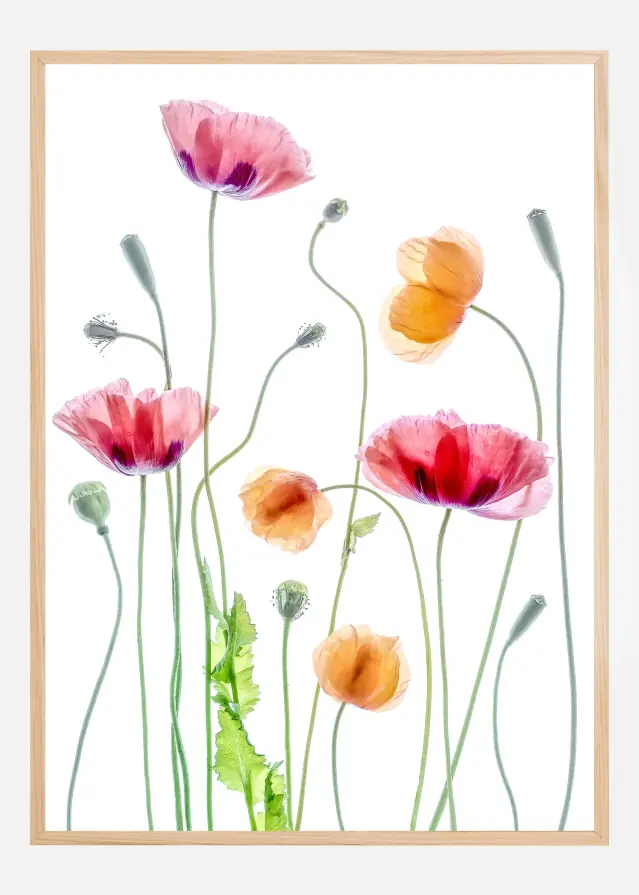 Poppies Αφίσα