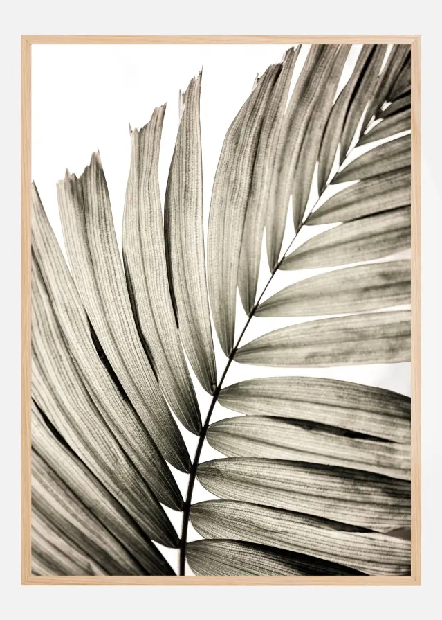 Palm Leaves II Αφίσα
