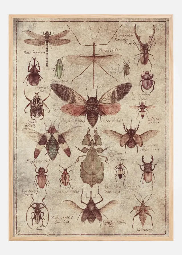 Vintage-style Insects Αφίσα
