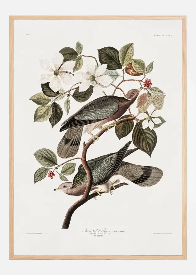 Brand Tailed Pigeon From Birds Of America (1827) Αφίσα