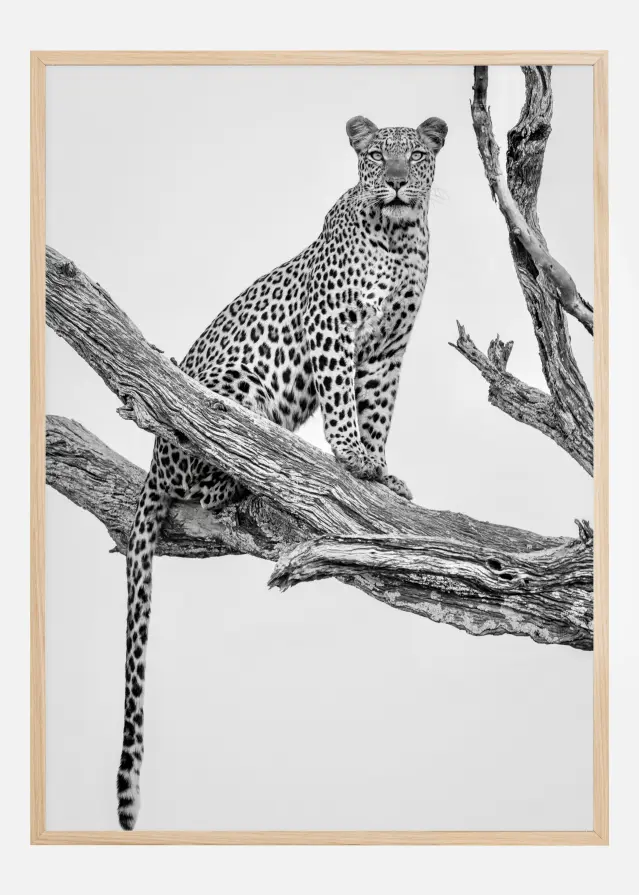 Leopard Portrait Αφίσα