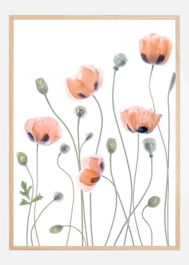 Poppies Αφίσα