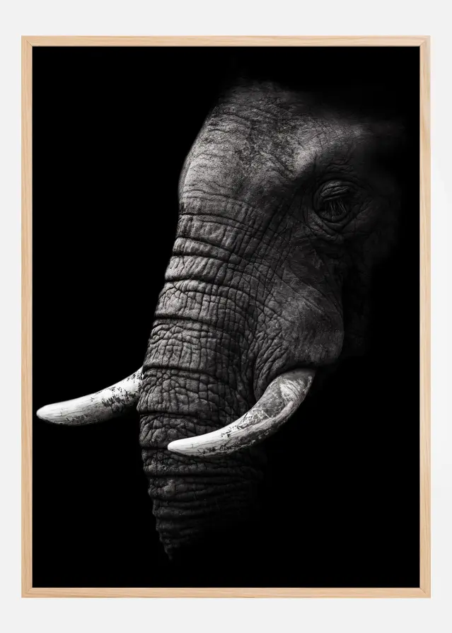 Portrait Elephant Αφίσα