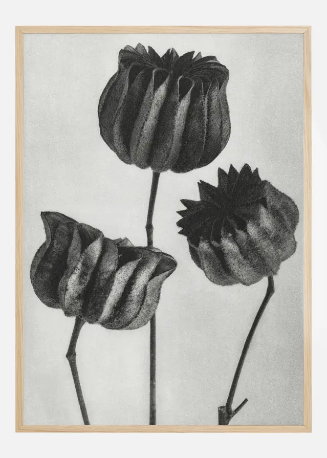 Grey Flower V Αφίσα