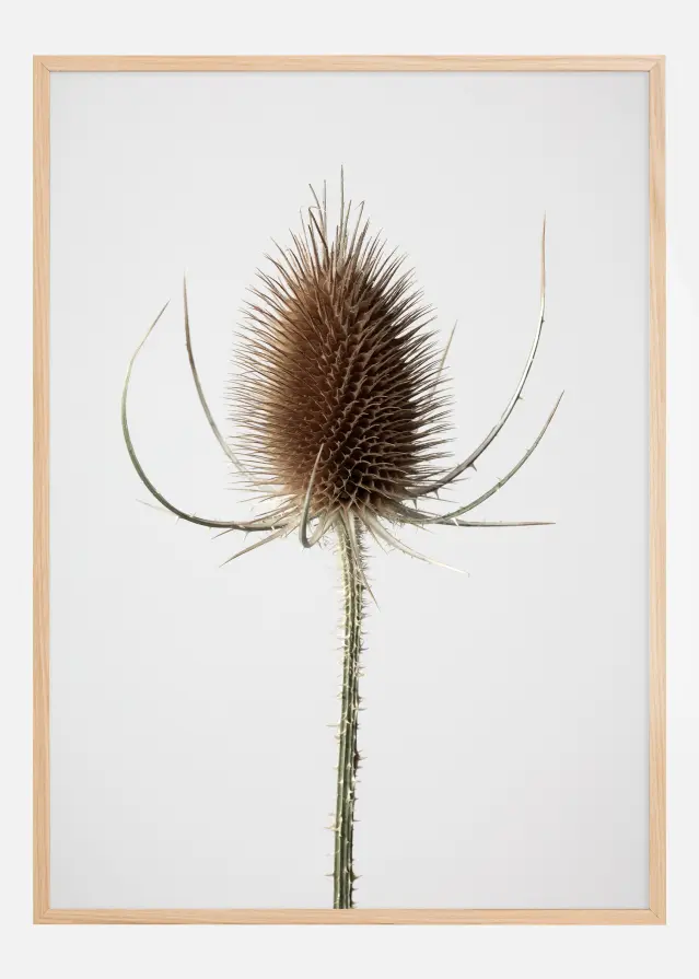 Dried 004 Αφίσα