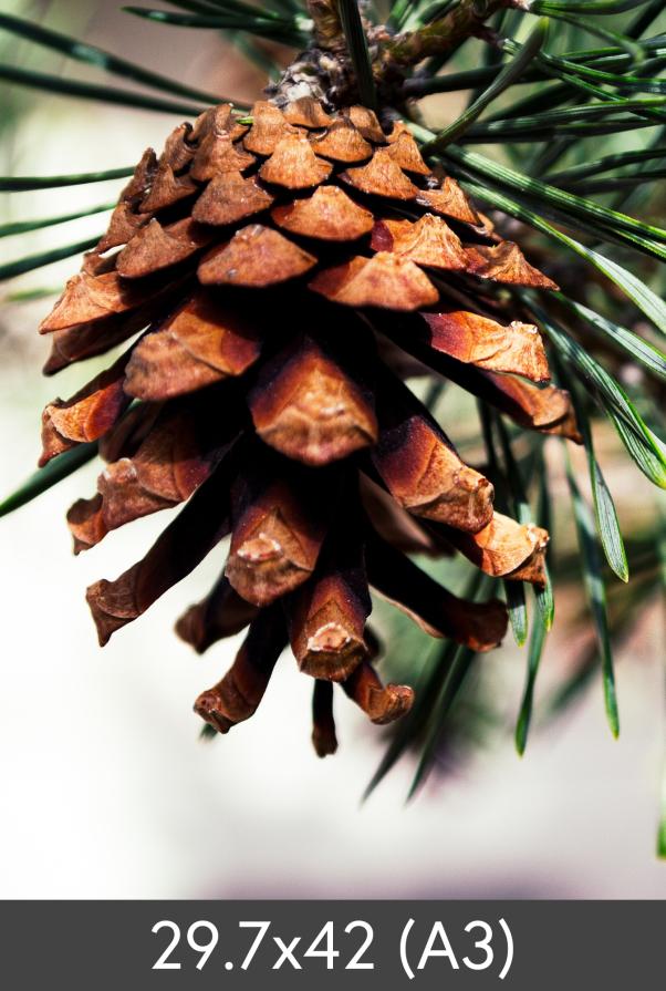 μεγέθυνση FineArt Bamboo 290 g