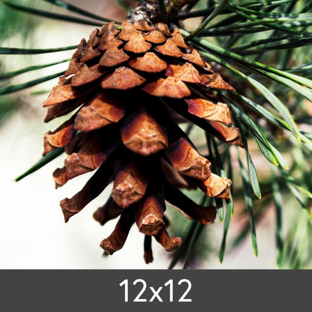 μεγέθυνση FineArt Bamboo 290 g