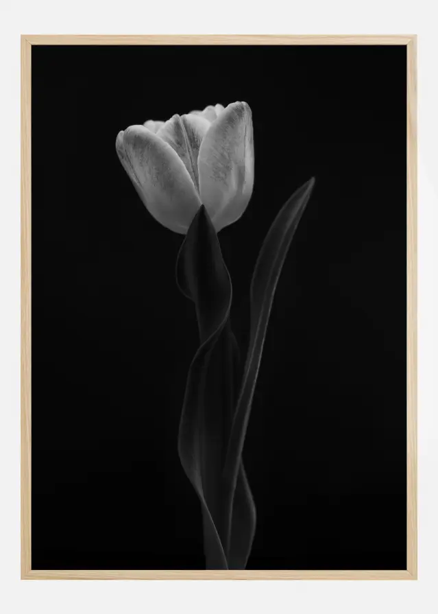 Tulip Αφίσα