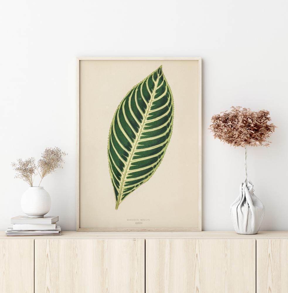 Diefenbachia Αφίσα