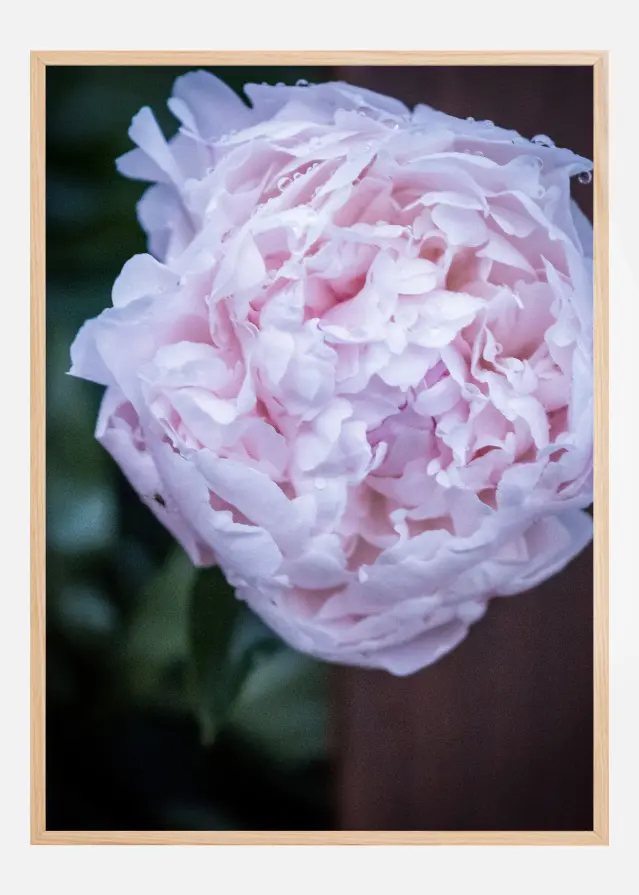 Peony I Αφίσα
