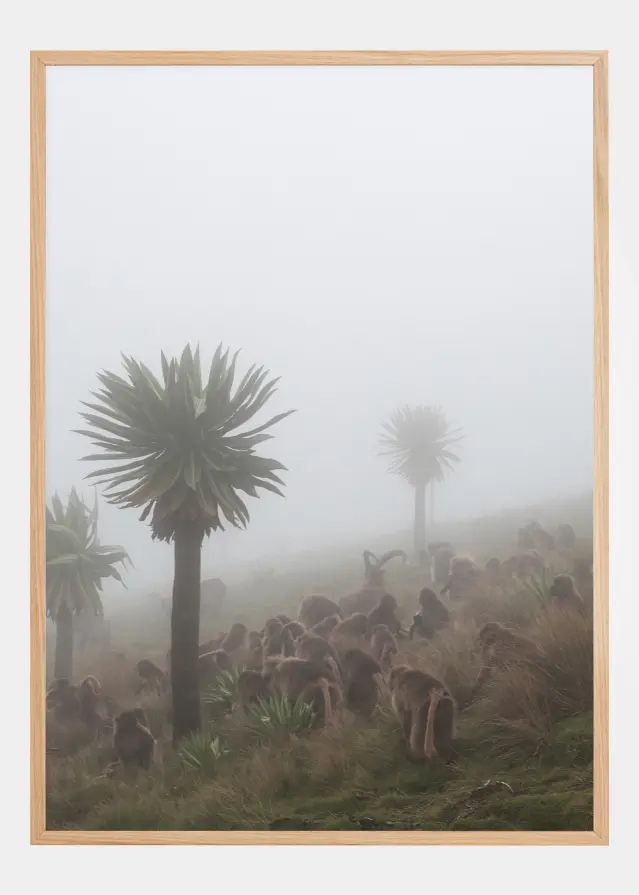 Walia Ibex Into A Gelada Troop Αφίσα