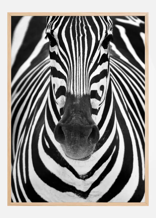 Zebra Αφίσα