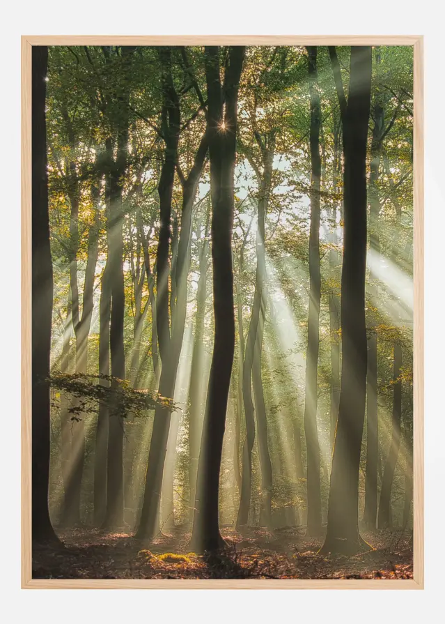 Sunny Start To The Day Αφίσα