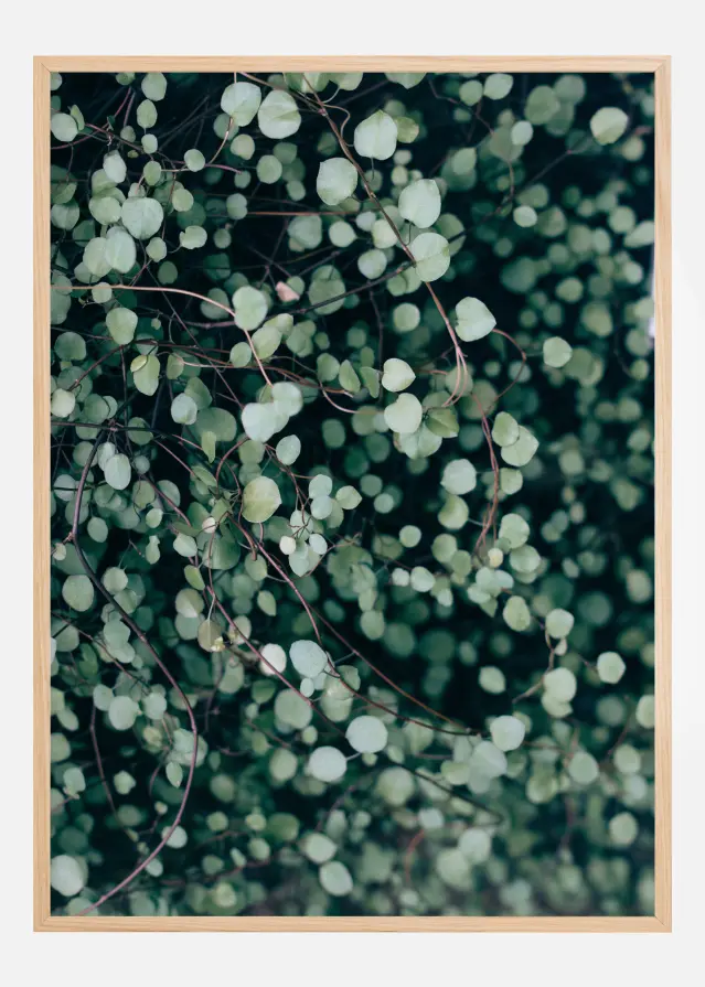 Muehlenbeckia Αφίσα