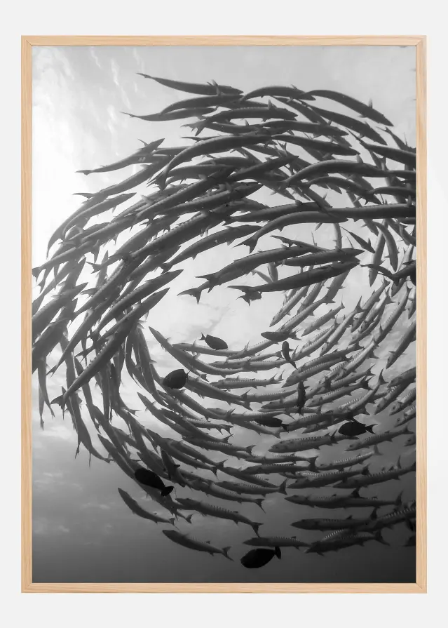 Barracuda Tornado Αφίσα