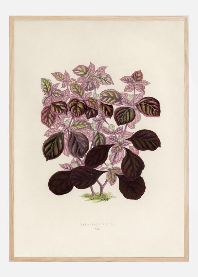 Plectranthus Scutellarioides II Αφίσα