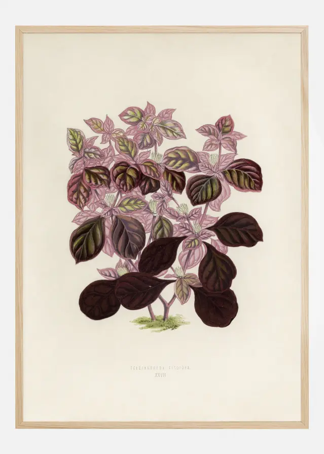 Plectranthus Scutellarioides II Αφίσα