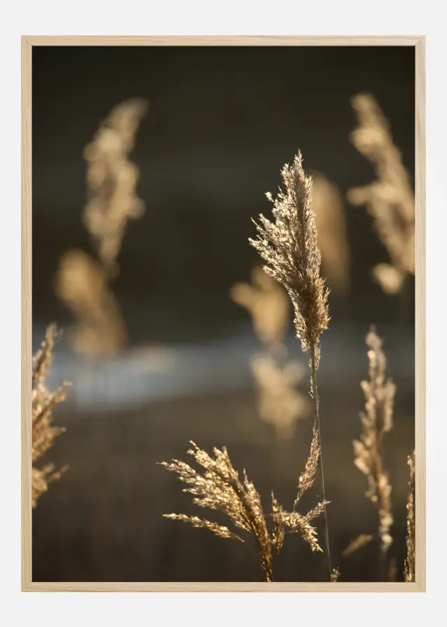 Sunshine On The Fields Αφίσα