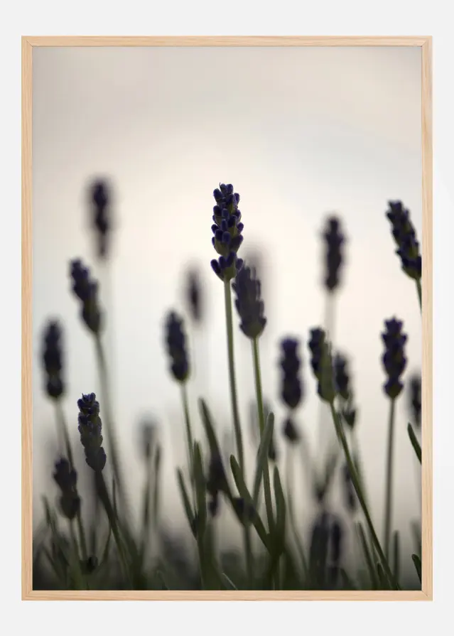 Swaying Fields Αφίσα